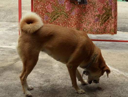 Hund Bohm spielt mit Frosch