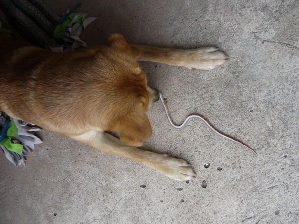 Hund mit Schlange