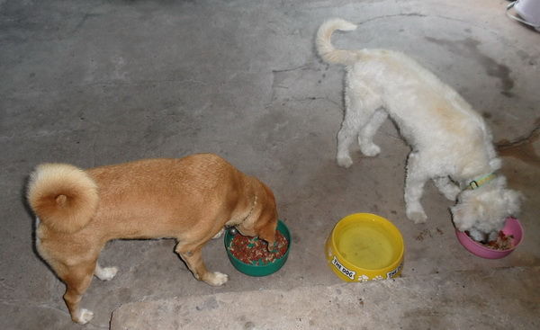Hunde zusammen am fressen