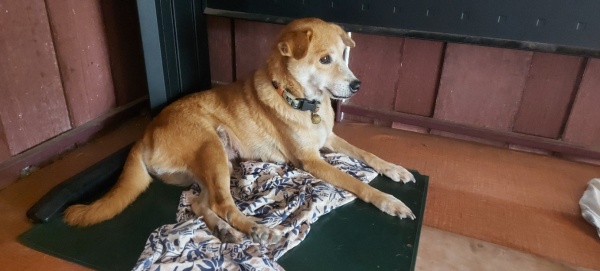 Hund Bohm liegt unter schreibtisch