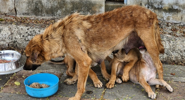 fütterung der hundebabys