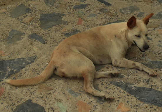 Strassenhunde in Thailand.