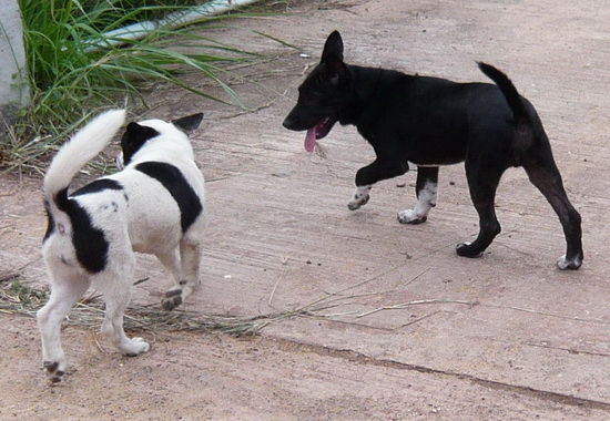 Strassenhunde in Thailand.