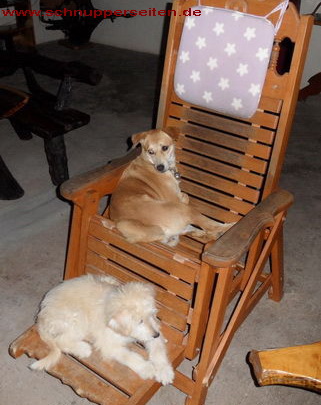 Hunde bohm und schlumpi auf liegestuhl